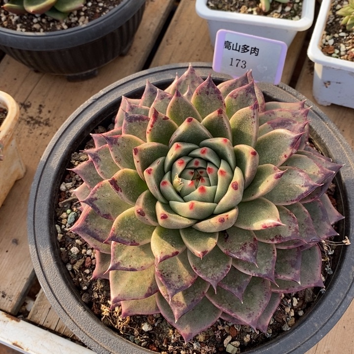 D173- 直播福利 东云