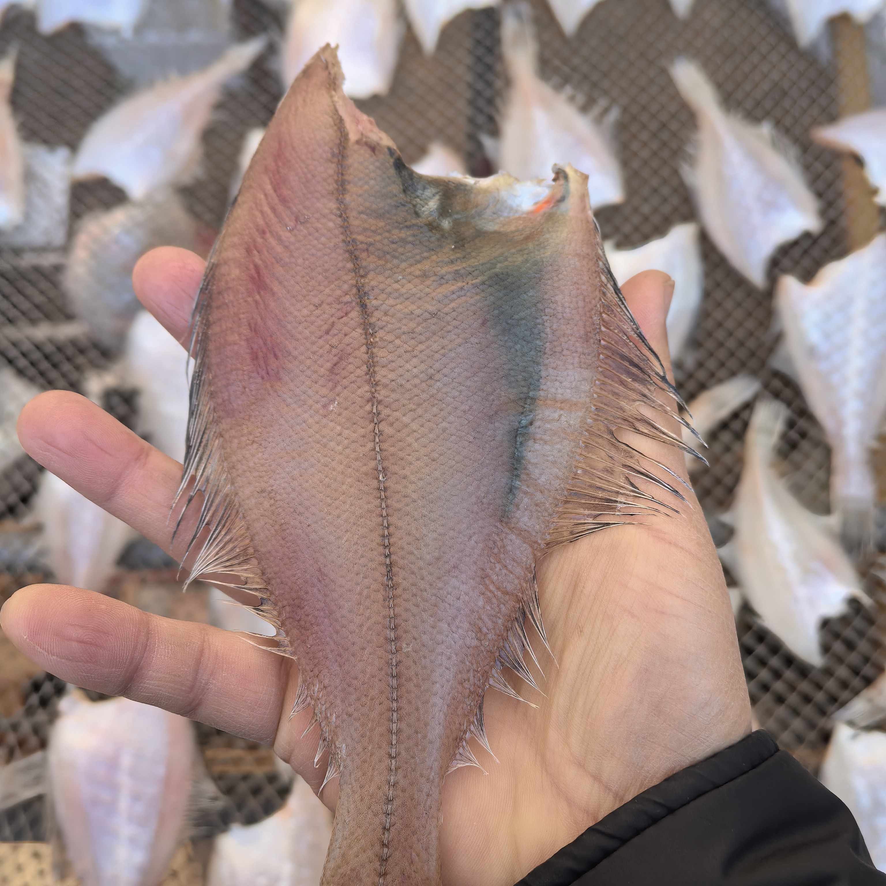 3斤小偏口鱼干（长脖鱼干）（15-19条一斤）