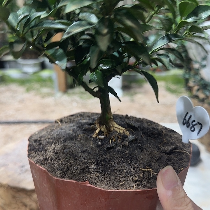 伤***娃直播间八房柑一物一拍