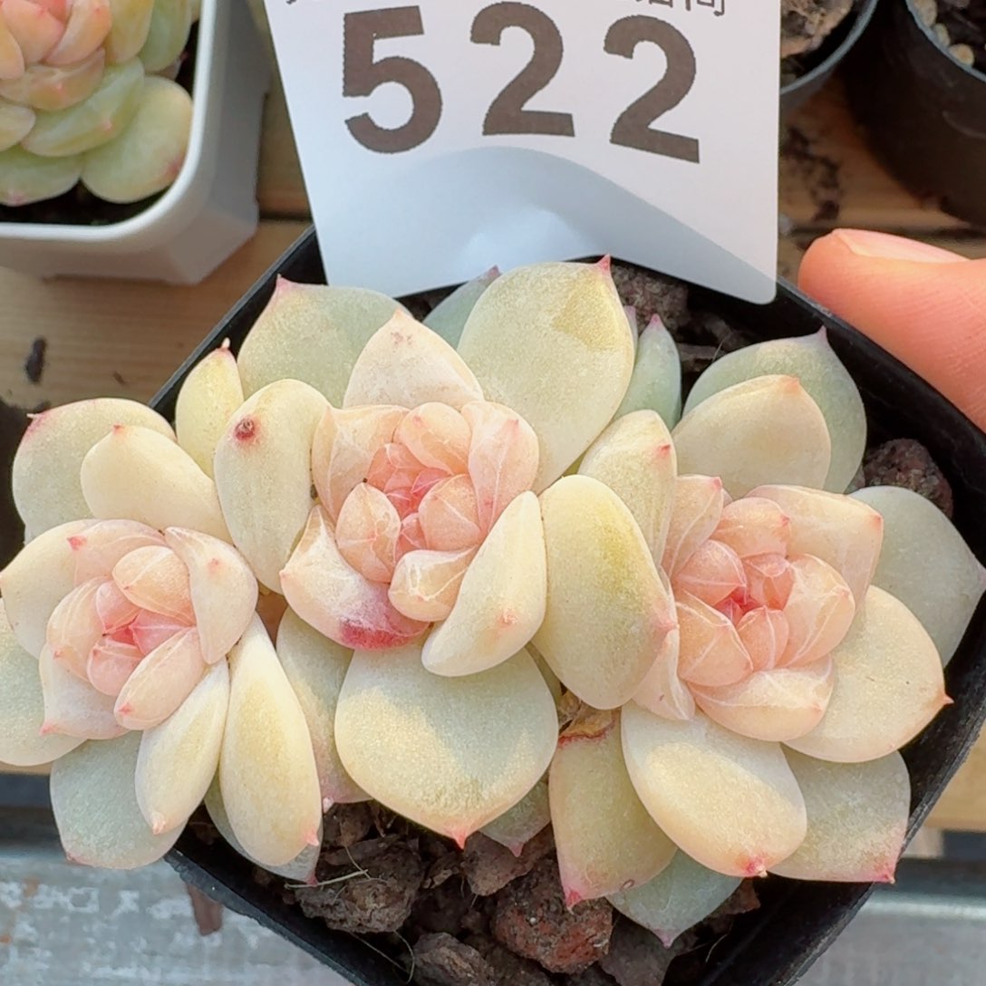 梨花雨         精品多肉