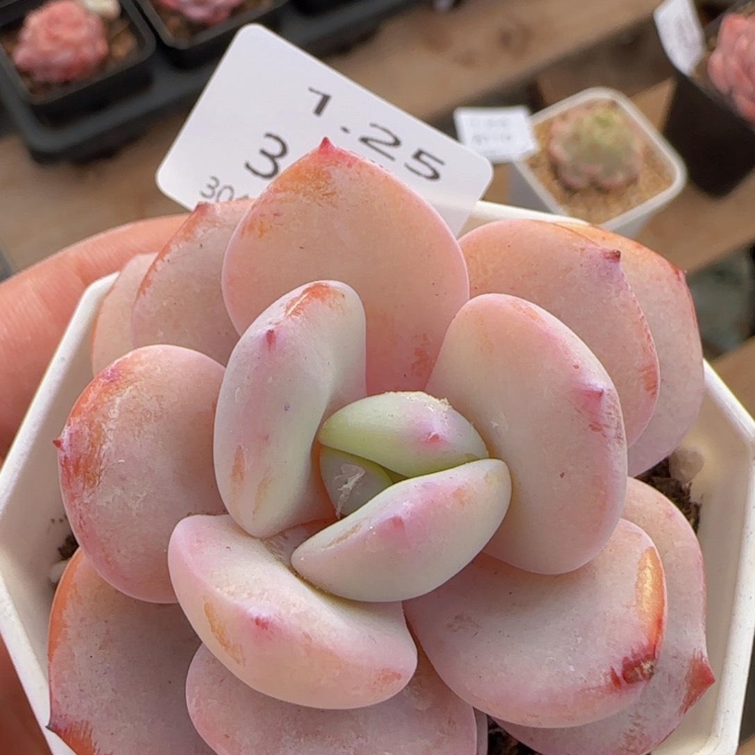 奶茶单头一颗脱土发货