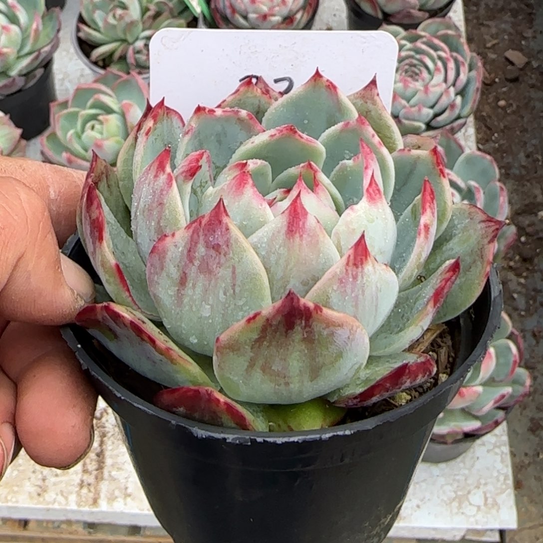 惊鸿一物一拍包装收缩花旱花脸拉丝330