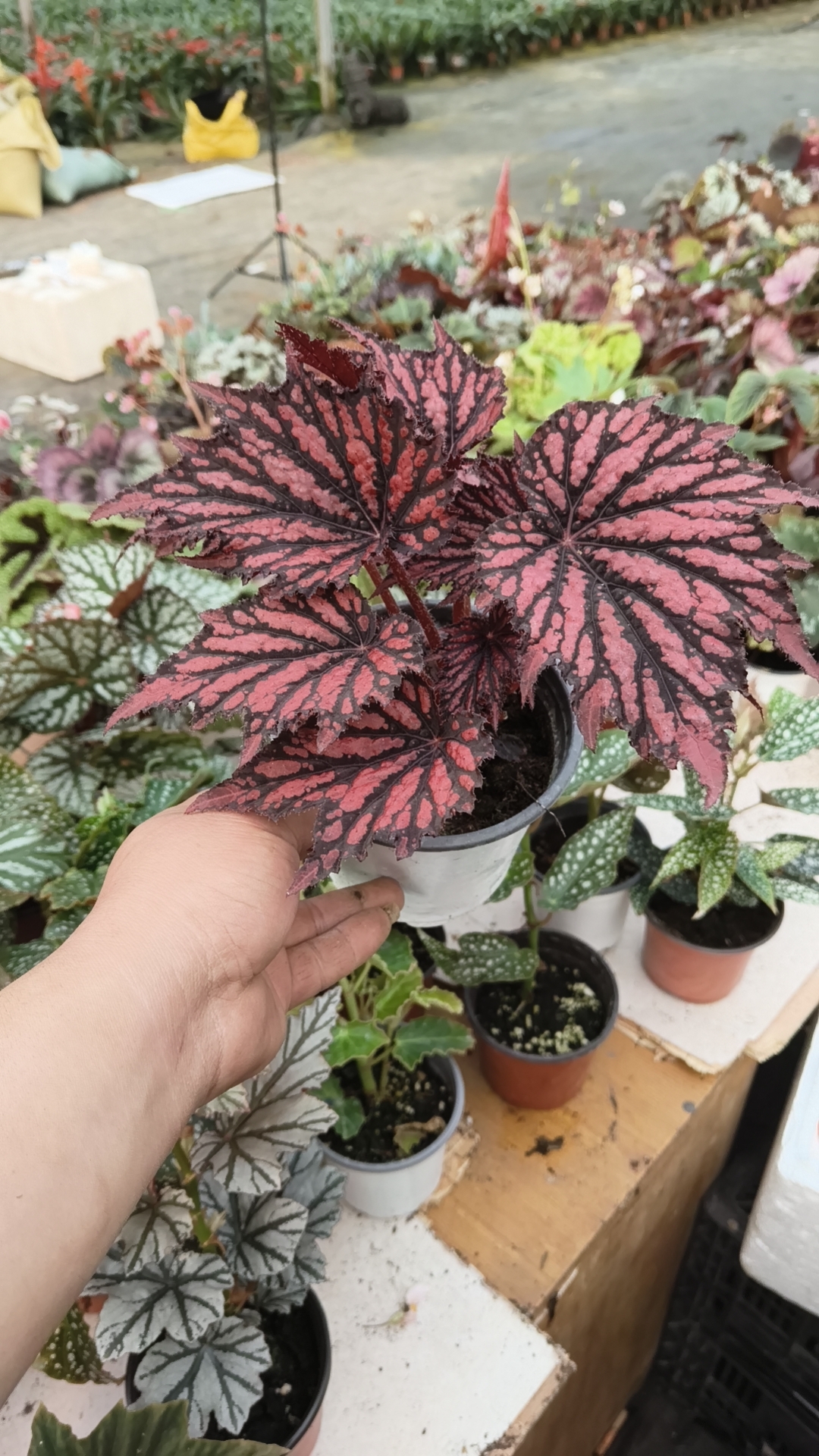 精品秋海棠一物一拍不包叶损