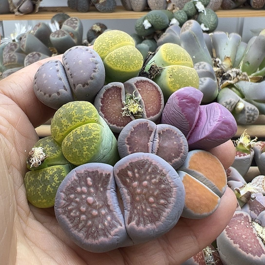 2325 生石花部分有伤长腿清货不售后