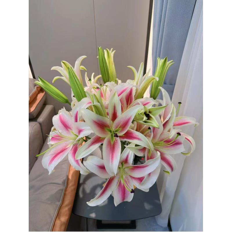 （糖果派对）百合花种球春季适用庭院种植耐寒耐热多年生单瓣