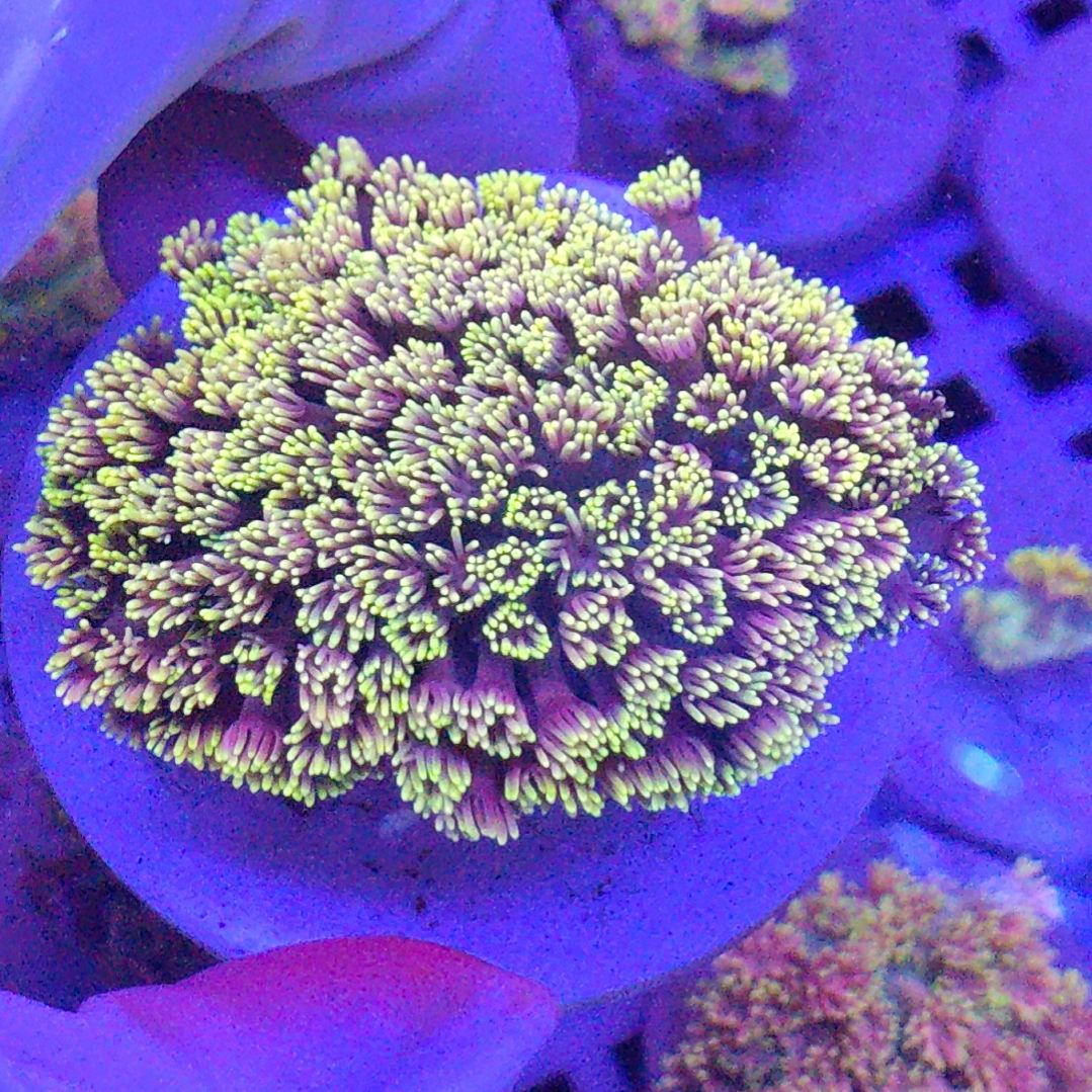 智海海洋珊瑚馆 竞拍链接