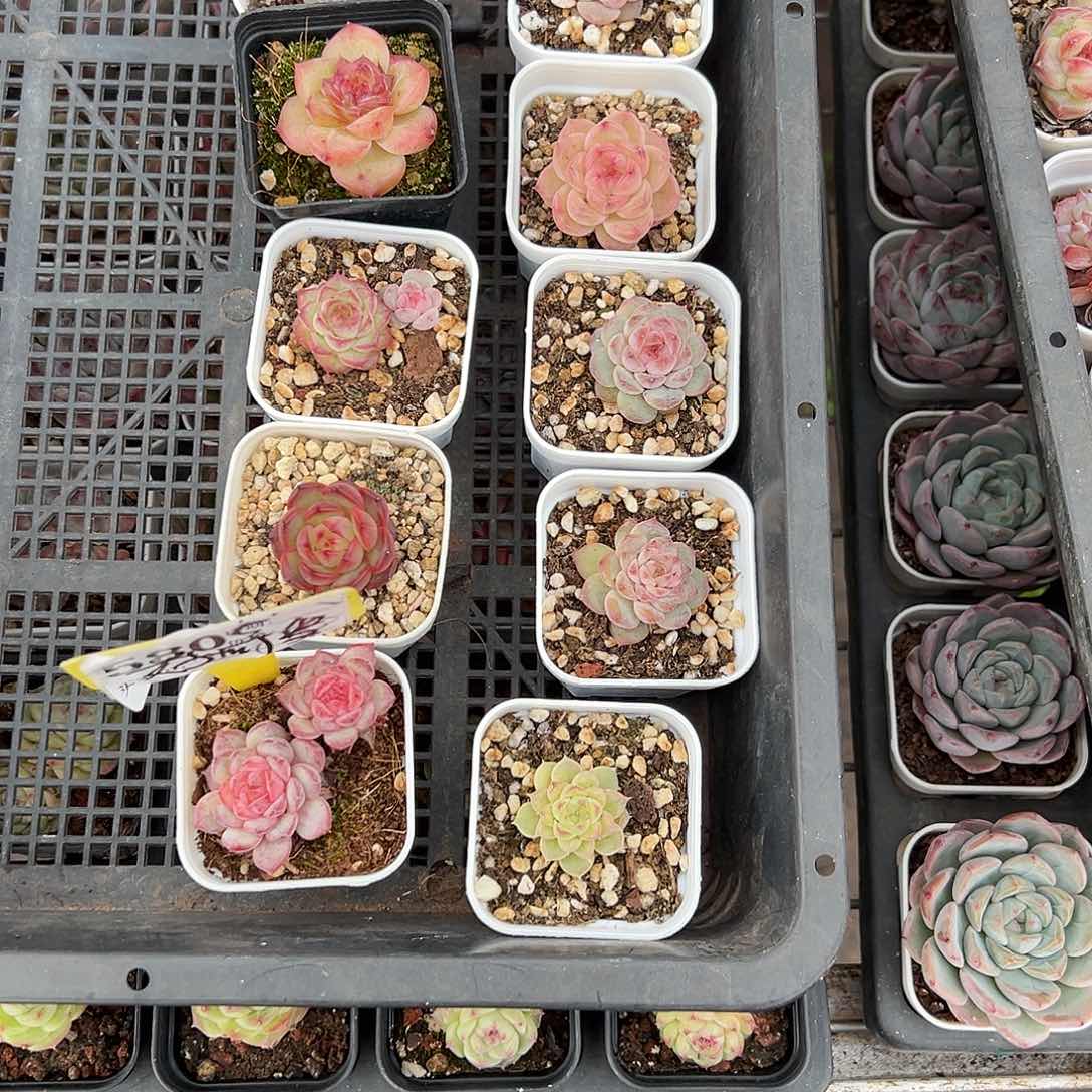 精品多肉十八包邮