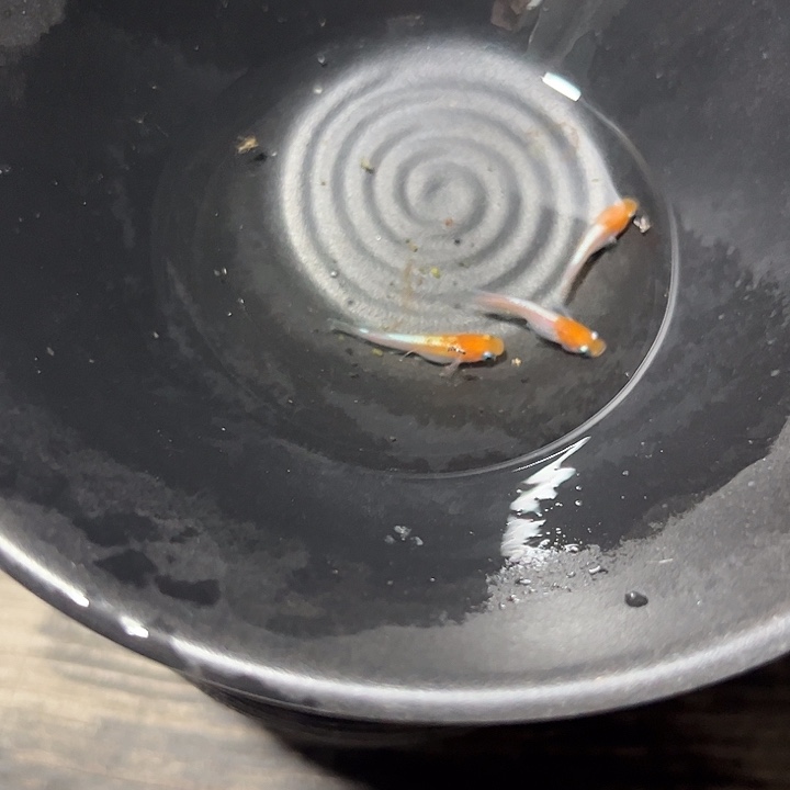 青鳉观背青鳉赤壁红白