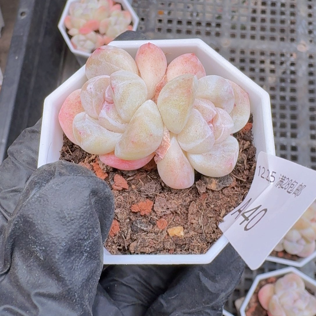 双头一颗带盆带土发货