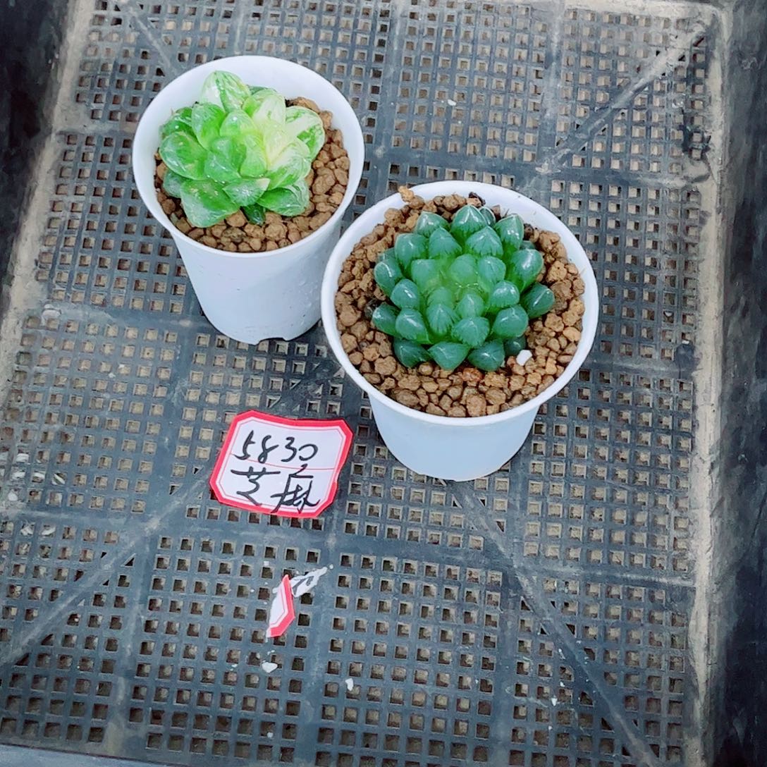 花火福利处理一勿一拍