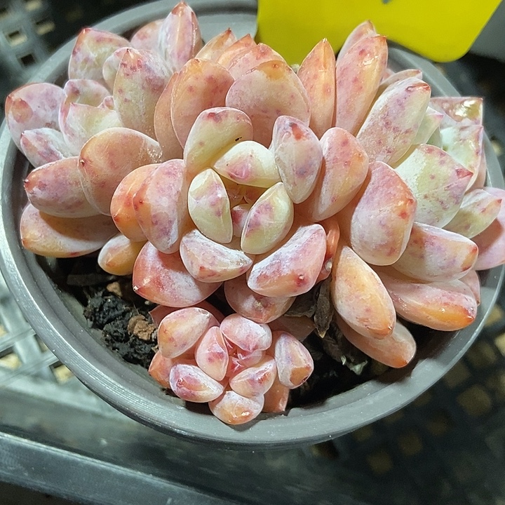 多肉植物韩橙群707多肉