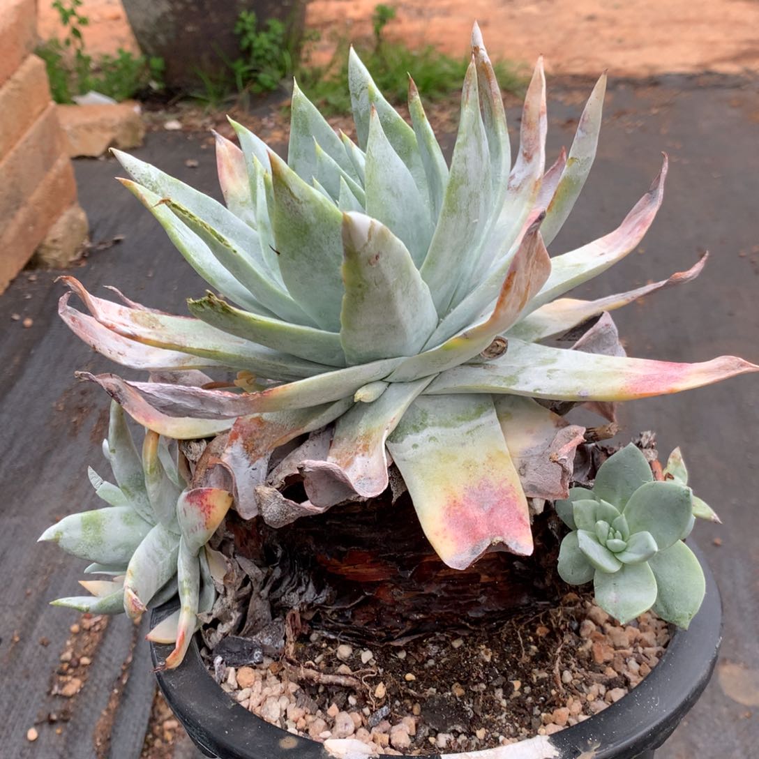 布瑞东尼，瑕疵出多肉