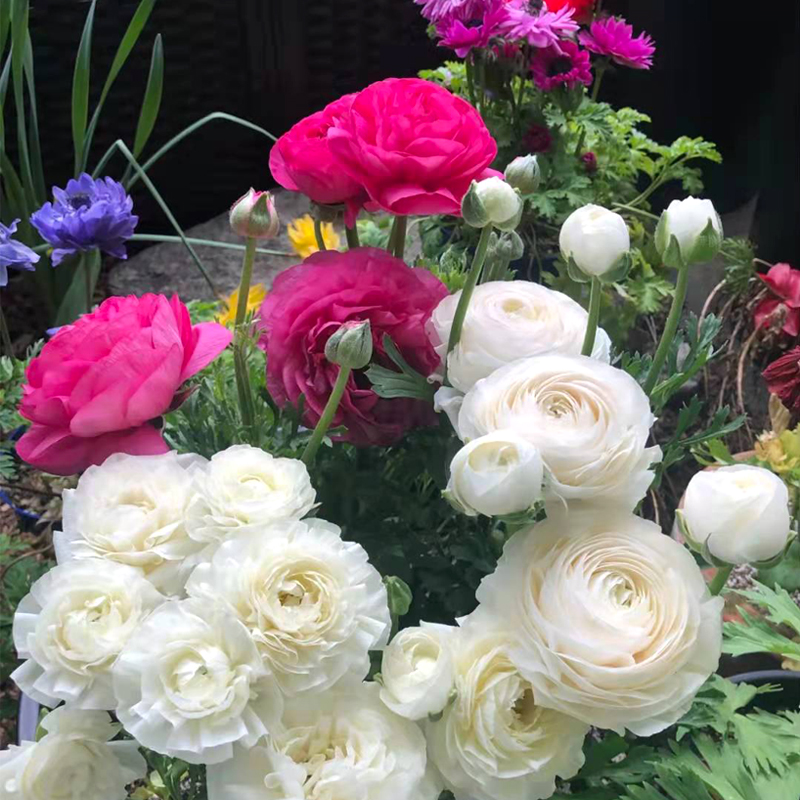 洋牡丹花毛茛盆栽(花期长 颜色多)庭院阳台开花植物