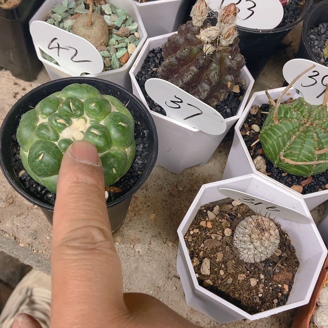 W*无刺象牙一物一拍