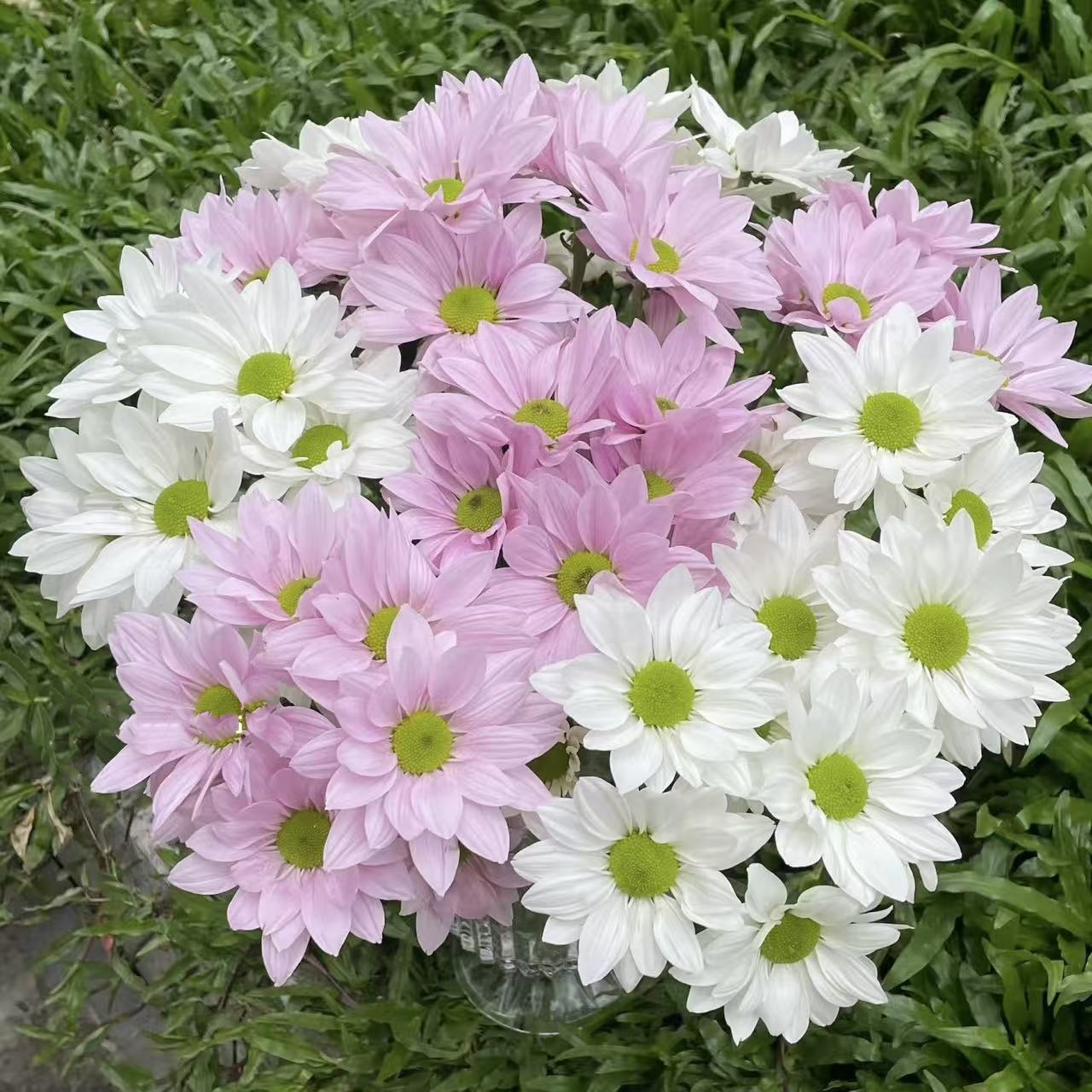 【花之物语】粉白三文鱼小菊组合 包邮