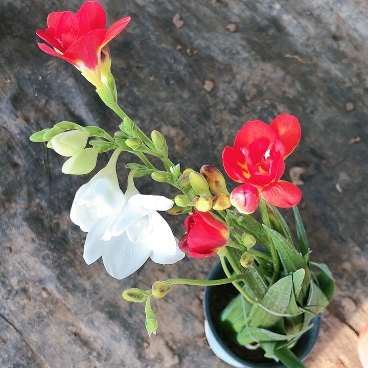 完全开放用****0大花重瓣白色混搭