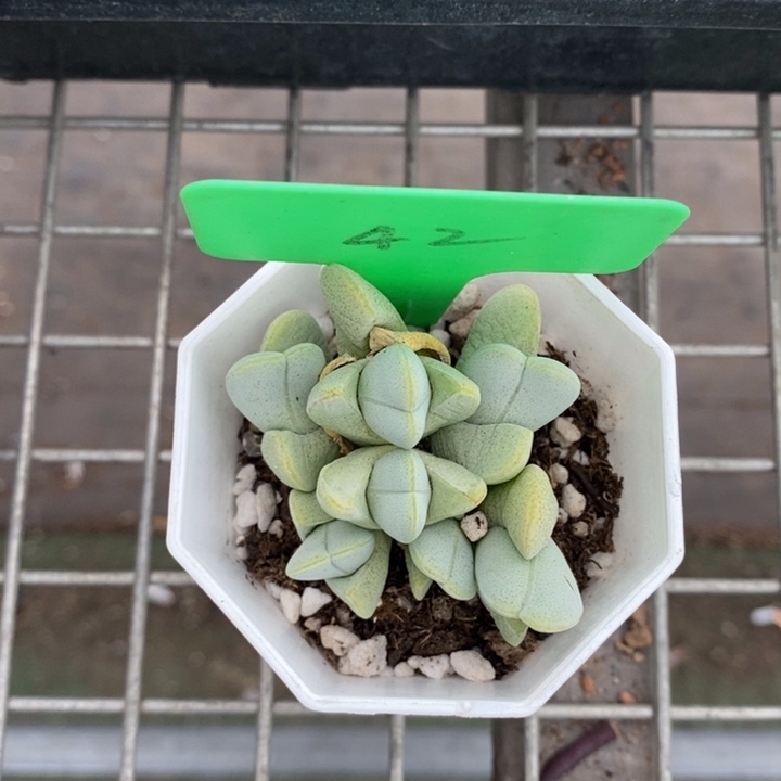 伯克利和格蕾纳等著名音乐家