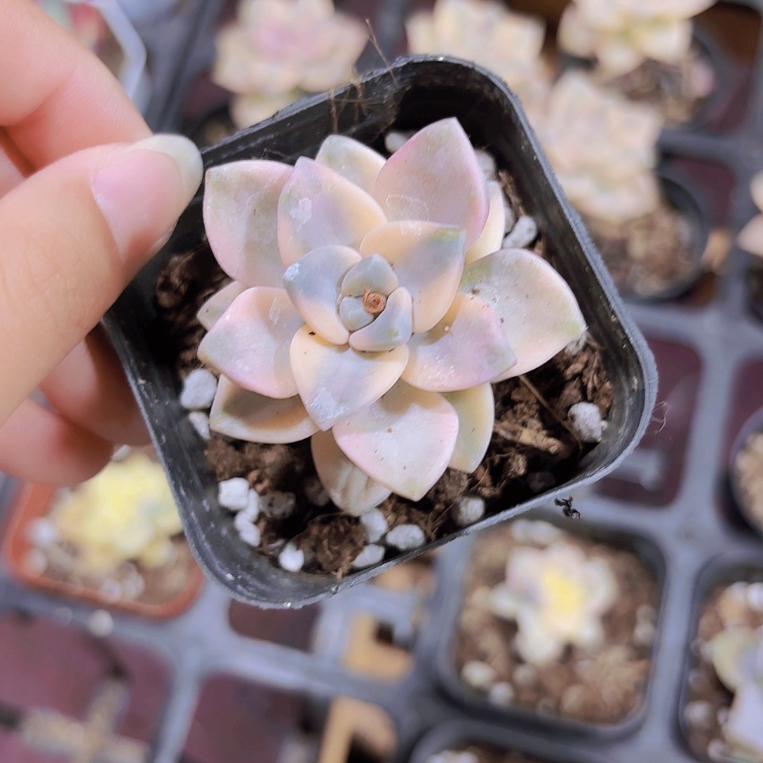 精品美杏锦多肉植物