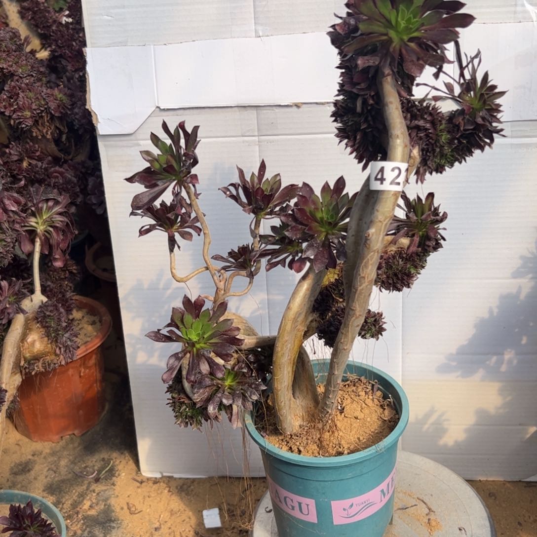 有伤双妖翅膀423高40