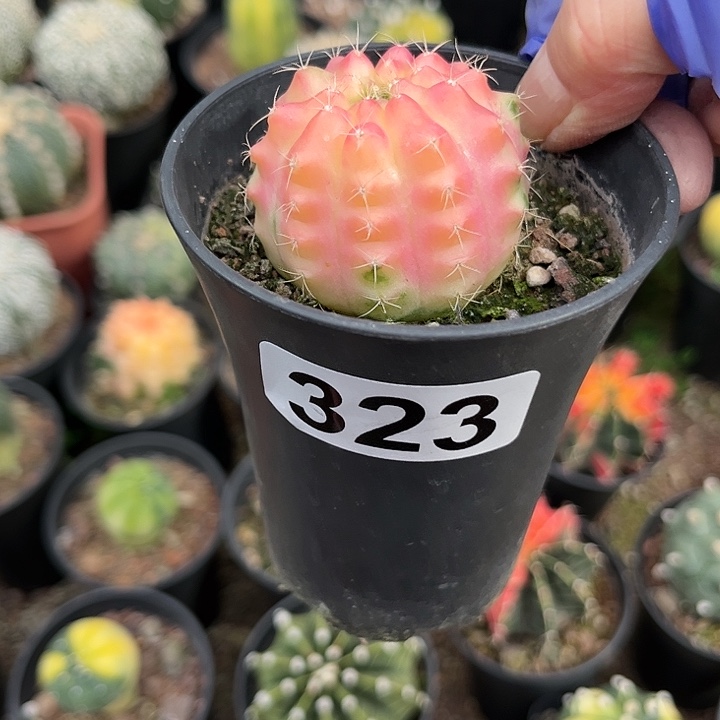 素**主111111111111