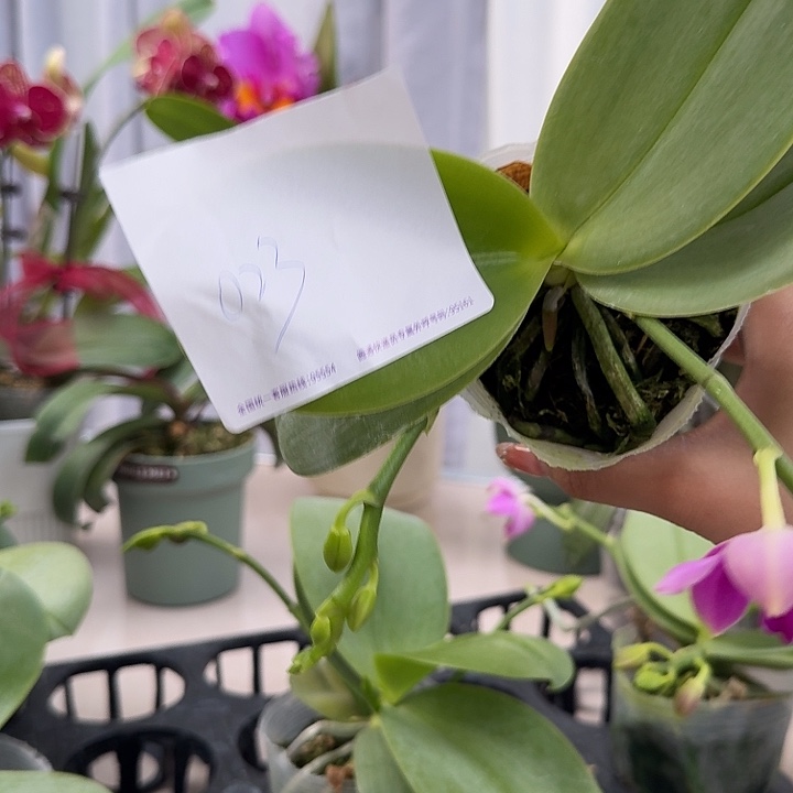 柔***猪大部分开放少量花苞023