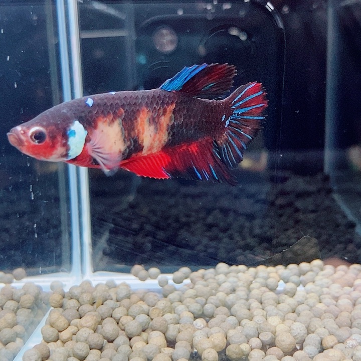 斗鱼蓝14号巨斗母