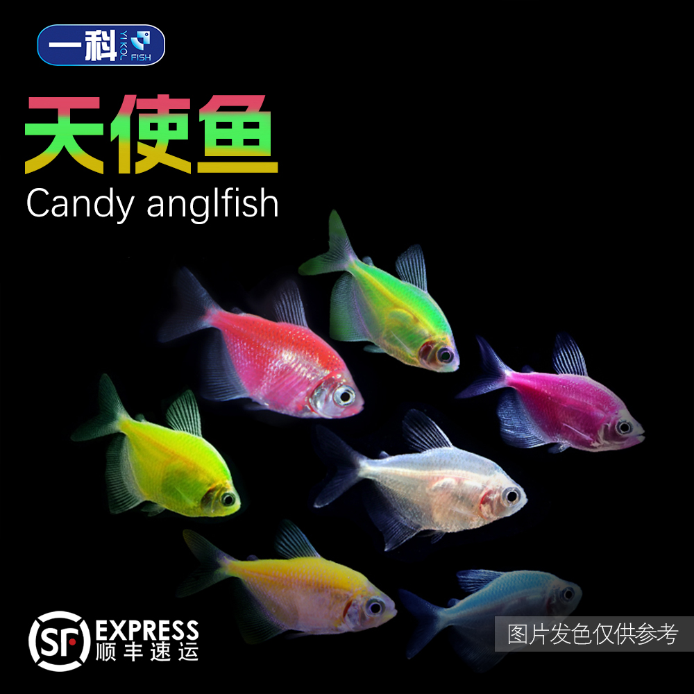 直播优惠精品多彩天使鱼柠檬青苹果柠檬绿马小型饲养观赏鱼
