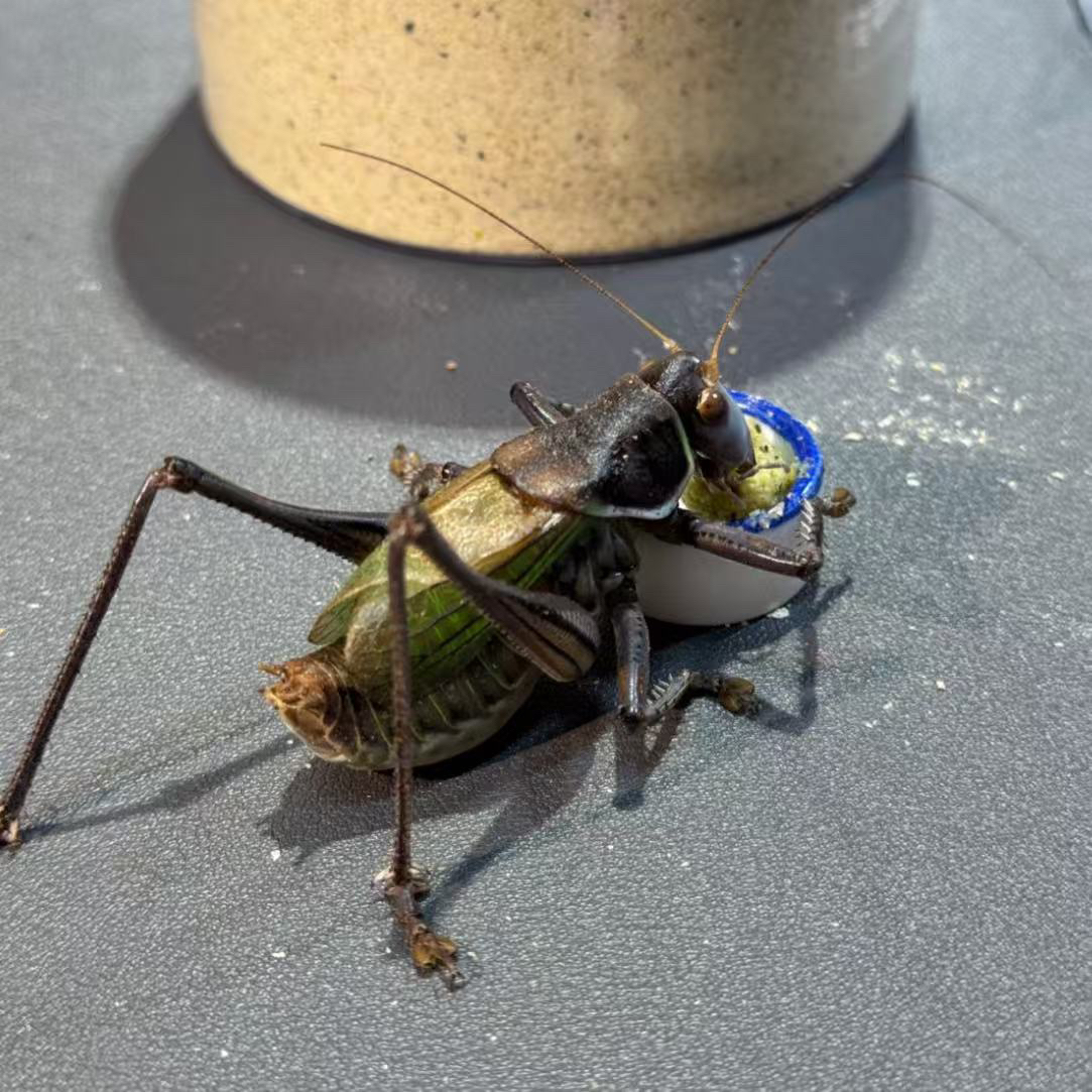 蝈蝈专属补差价链接（不是蝈蝈）勿拍