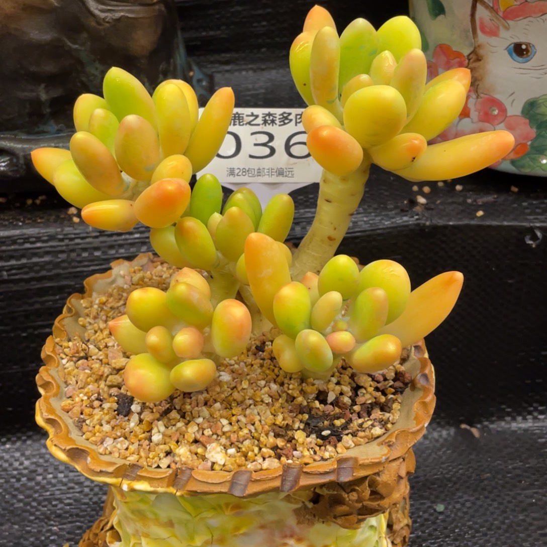 弥鹿之森一群一拍