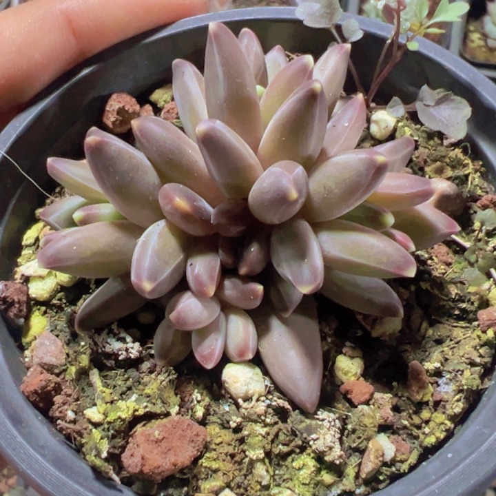 黑麒麟精品多肉植物