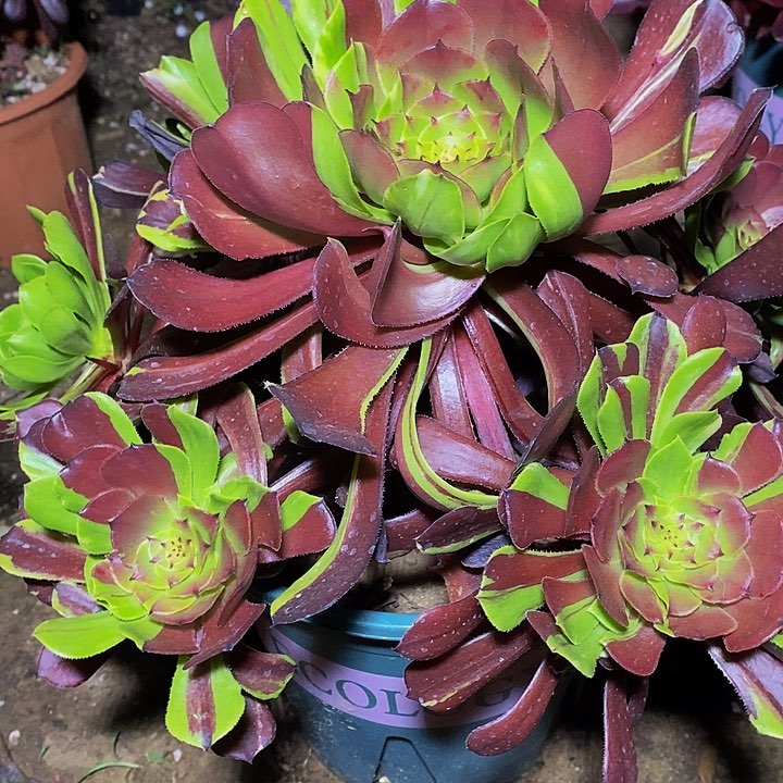 多肉植物保护研究所