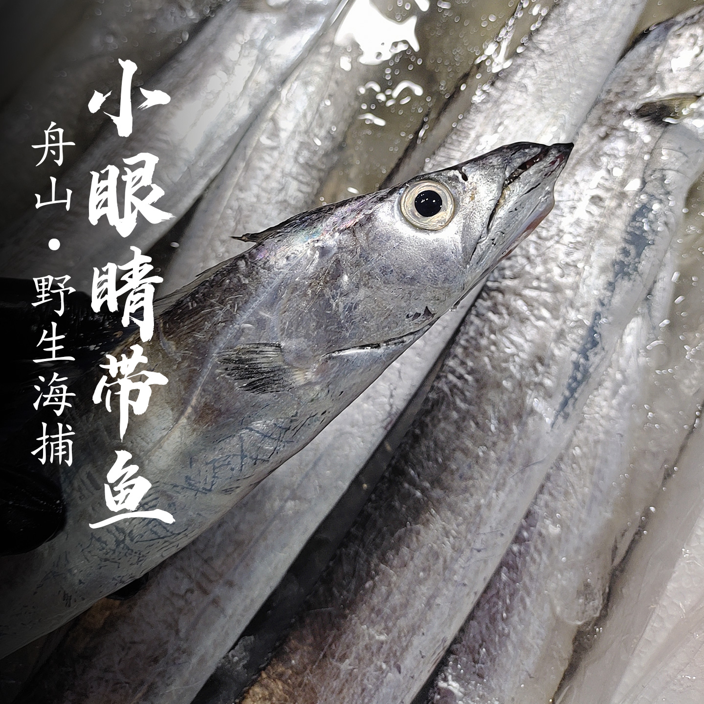 舟山带鱼小眼睛带鱼油带舟山东海整条新鲜鲜货海鲜水产
