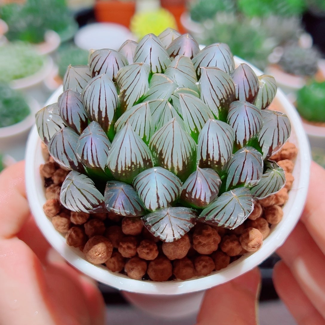 紫色黑肌玉露多肉多肉