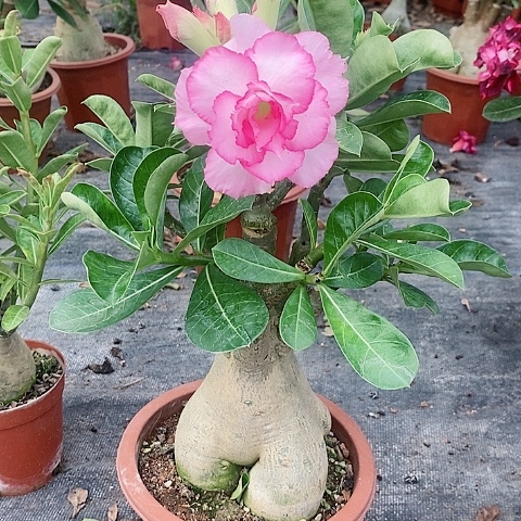 【闪购商品】无花朵蓝****)