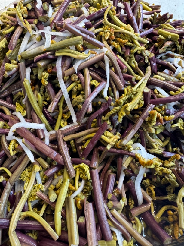 云南保山泡蕨菜（酸脆）500g/瓶