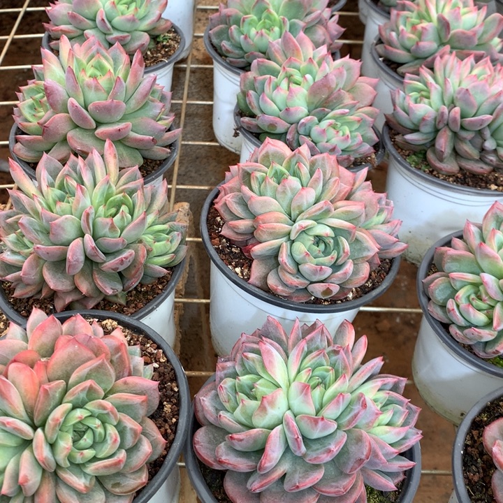 110杯群生红鸾多肉植物两单包邮