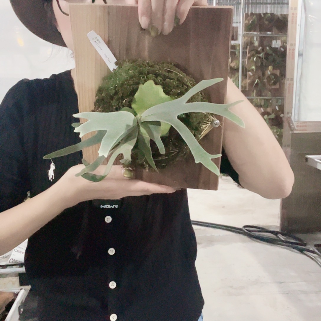 无花朵侏儒玉女9899