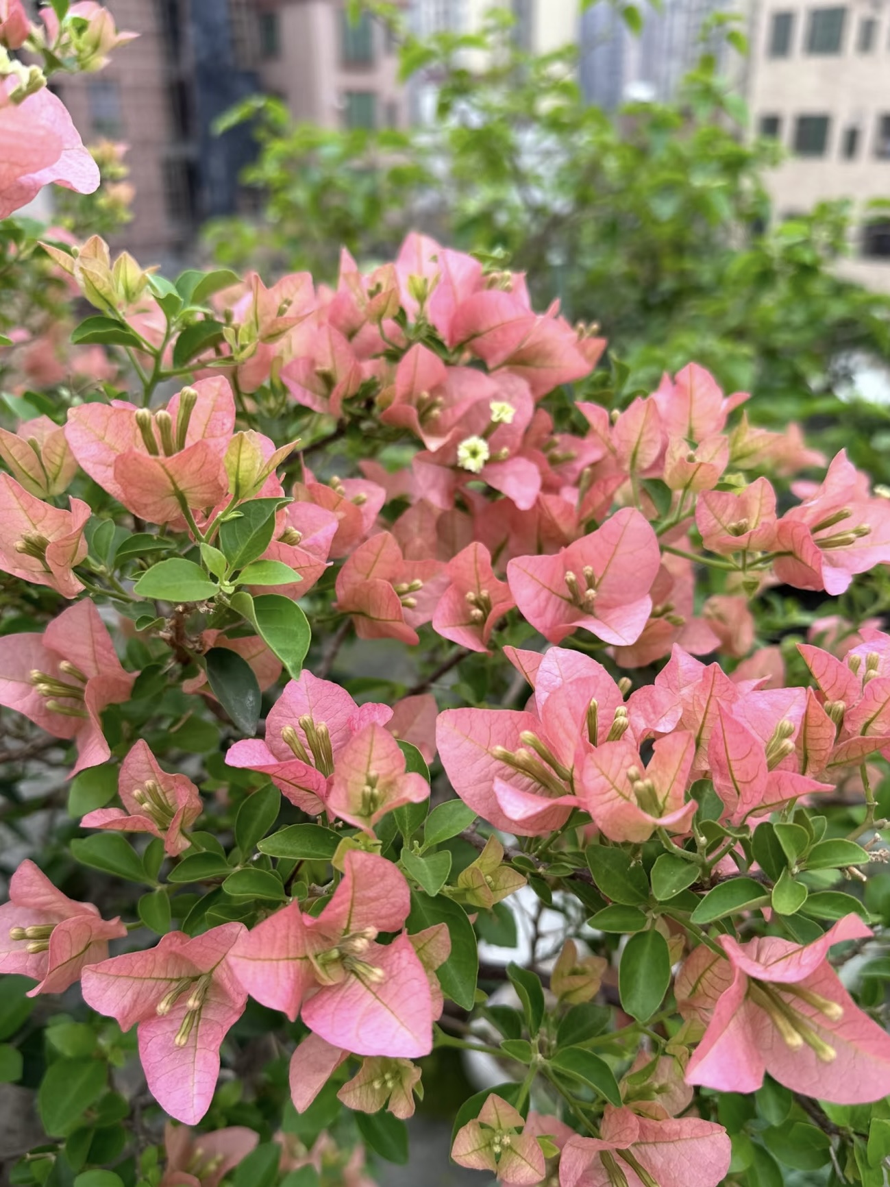 【卡亚塔】护心土球发货【不带花】掉花落叶正常介意慎拍