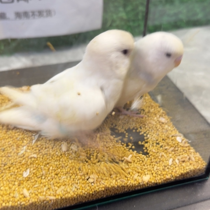 虎皮鹦鹉大头虎皮鹦鹉