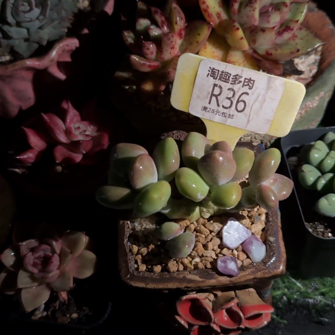 H***e多肉植物芒果奶，朵朵老庄