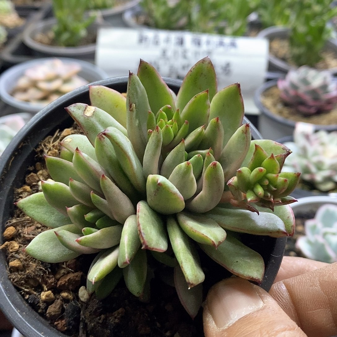 1791黄金雨锦多肉植物