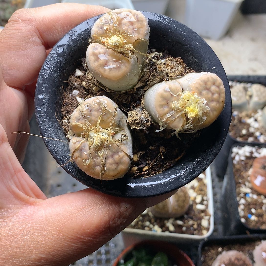 忘*E154多肉植物保护
