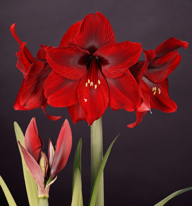 （小花匠花坊）罗密欧～单瓣，荷兰进口朱顶红种球