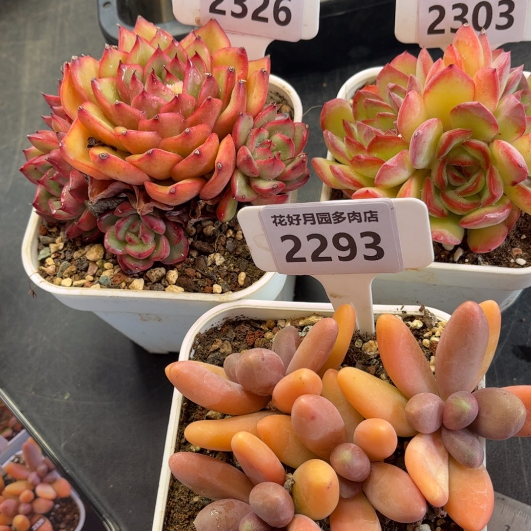 c***d2326、2303、2293带盆