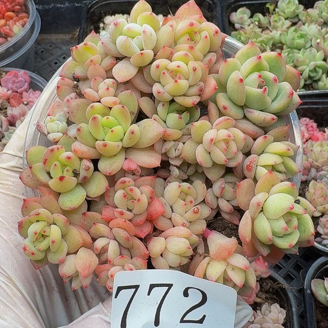 多肉植物多肉植物772