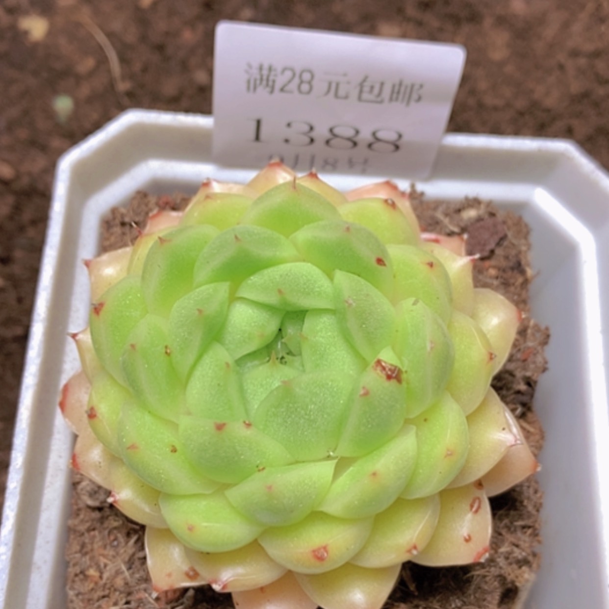 【闪购商品】云1388号