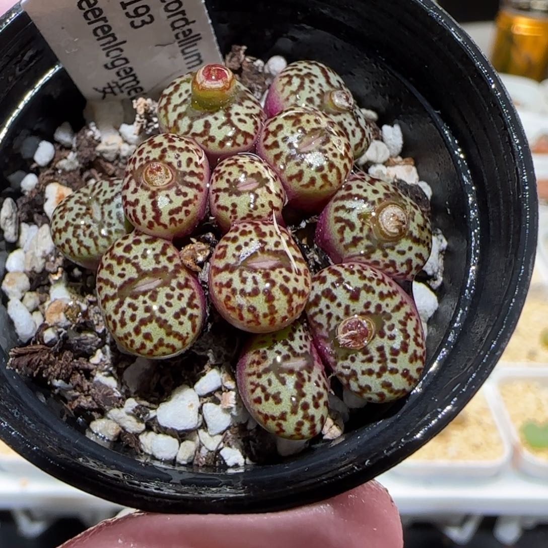 肉锥多肉植物百科-Sb1193安贞141