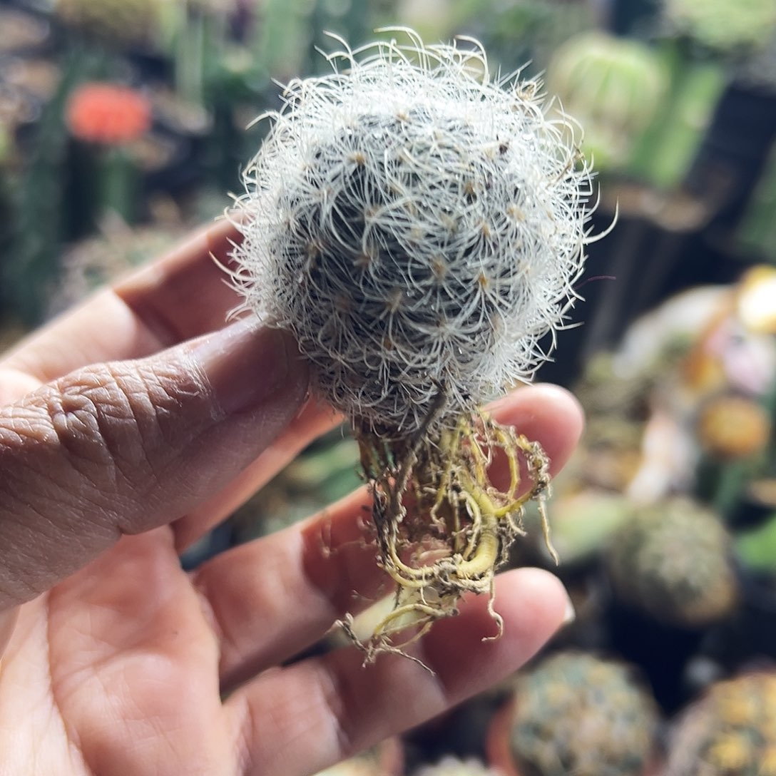 银翁实生仙人球111111111