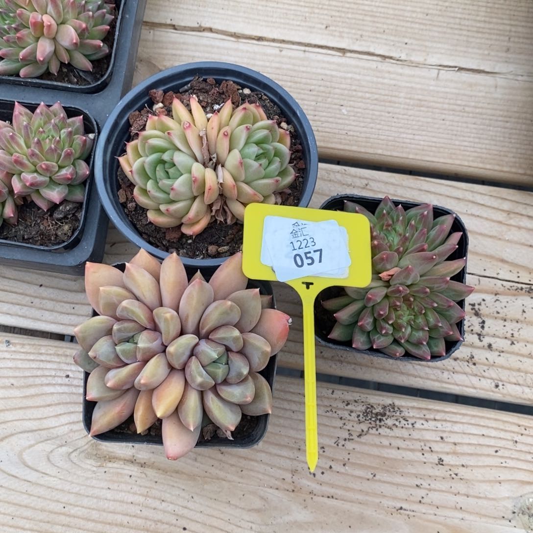 过***?一筐三颗。1223057