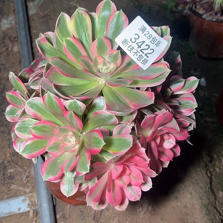 3422分女郎多肉植物